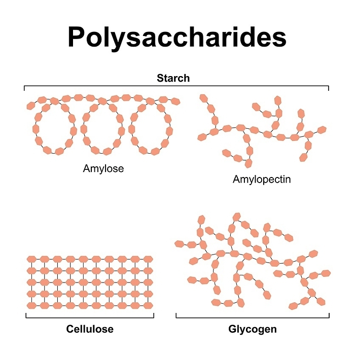 Polysaccharides, illustration Polysaccharides, illustration., by ALI DAMOUH SCIENCE PHOTO LIBRARY
