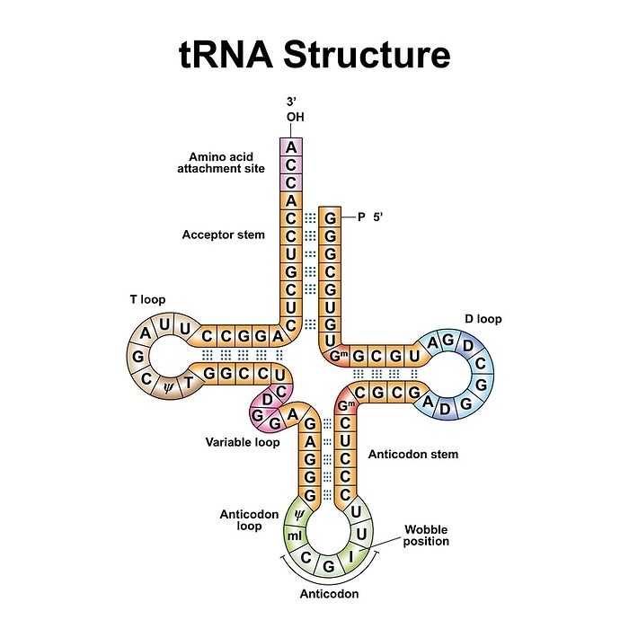 Transfer RNA, illustration Transfer RNA, illustration., by ALI DAMOUH SCIENCE PHOTO LIBRARY