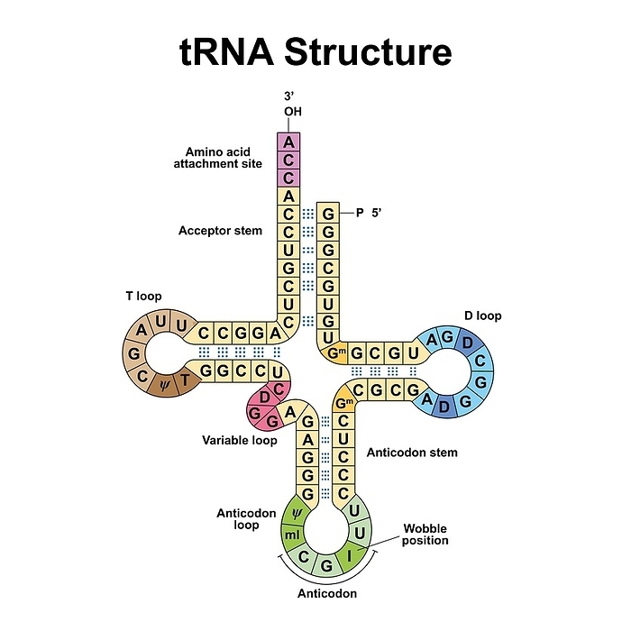 Transfer RNA, illustration Transfer RNA, illustration., by ALI DAMOUH SCIENCE PHOTO LIBRARY