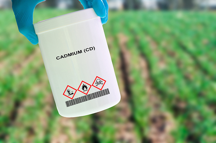 Container of cadmium Container of cadmium  Cd . A toxic heavy metal found naturally in the environment, can accumulate in soil and crops, and is harmful to human health., by WLADIMIR BULGAR SCIENCE PHOTO LIBRARY