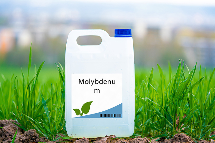Container of molybdenum Container of molybdenum. A trace nutrient for plant growth that promotes nitrogen fixation and stress tolerance., by WLADIMIR BULGAR SCIENCE PHOTO LIBRARY