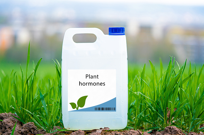 Container of plant hormones Container of plant hormone compounds that regulate plant growth and development., by WLADIMIR BULGAR SCIENCE PHOTO LIBRARY