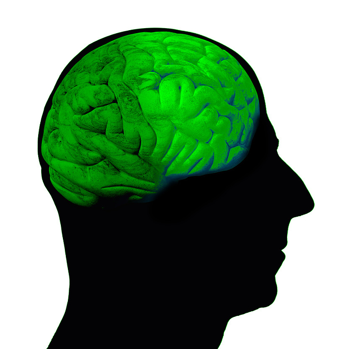 Green thinking, conceptual illustration Green thinking, conceptual illustration. Green brain inside the silhouette of a human head. This could represent humans thinking up ways to solve environmental issues such as global warming and climate change., by VICTOR de SCHWANBERG SCIENCE PHOTO LIBRARY