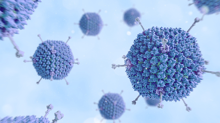 Adenovirus, illustration Illustration of adenovirus particles for gene therapy., by THOM LEACH   SCIENCE PHOTO LIBRARY