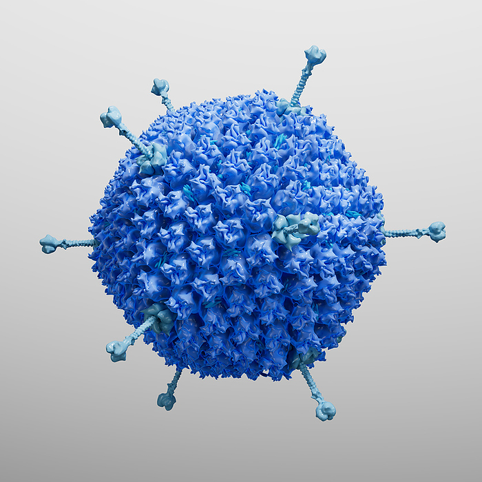 Adenovirus, illustration Illustration of an adenovirus particle., by THOM LEACH   SCIENCE PHOTO LIBRARY