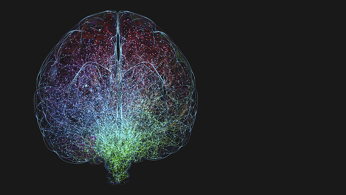 Human brain, illustration Human brain, illustration., by CHRISTOPH BURGSTEDT SCIENCE PHOTO LIBRARY