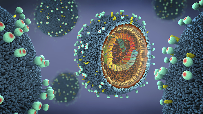 Influenza virus particles, illustration Influenza virus particles, illustration., by CHRISTOPH BURGSTEDT SCIENCE PHOTO LIBRARY