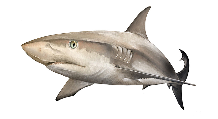 Caribbean reef shark, illustration Caribbean reef shark  Carcharhinus perezi , illustration. This requiem shark is the most common shark on or near coral reefs in the Caribbean. Its snout is short and bluntly rounded, the pectoral fins are large and narrow and the first dorsal fin is small with a short rear tip., by A. JAMES GUSTAFSON SCIENCE PHOTO LIBRARY