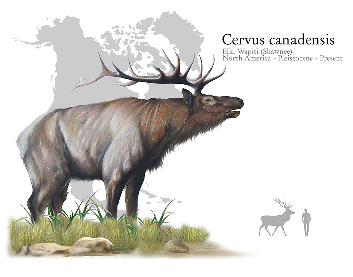 Elk, illustration Illutration of an elk  Cervus canadensis , also known as wapiti. Elk are members of the deer family. They are much larger than deer, but not as large as a moose. Populations of elks have been found in North America and Central and East Asia from the Pleistocene era to present., by A. JAMES GUSTAFSON SCIENCE PHOTO LIBRARY
