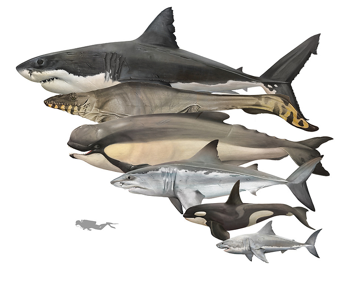 Giants of the deep sea, illustration Illustration of giants of the deep sea, including  from top to bottom : the prehistoric megalodon shark  Otodus megalodon , the prehistoric aquatic squamate reptile  Mosasaurus hoffmanni , the prehistoric sperm whale  Livyatan melvillei , the prehistoric megatoothed shark  Otodus obliquus , the killer whale  Orcinus orca  and the great white shark  Carcharodon carcharias ., by A. JAMES GUSTAFSON SCIENCE PHOTO LIBRARY