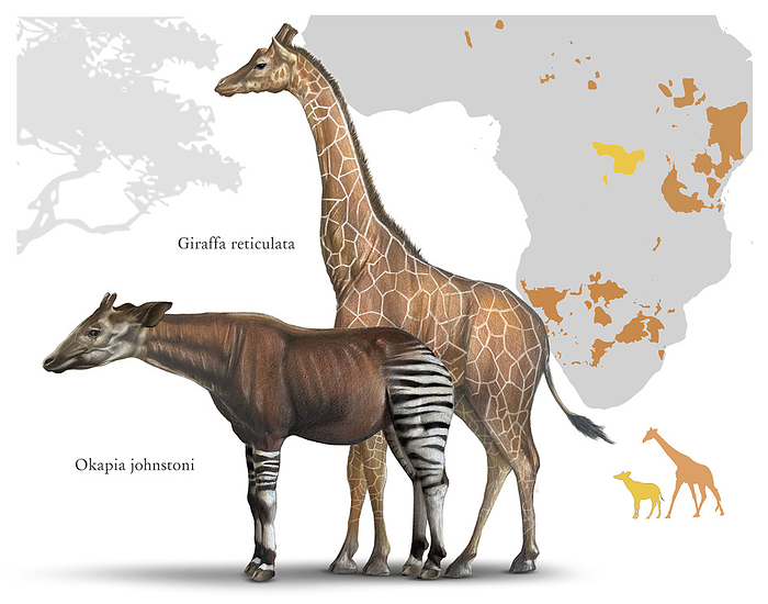 Giraffes, illustration Illustration of two species of giraffe, the forest giraffe  Okapia johnstoni  and the reticulated giraffe  Giraffa reticulata . The okapi stands about 1.5 metres tall at the shoulder. Its coat is a chocolate to reddish brown, in great contrast with the white horizontal stripes and rings on the legs. The reticulated giraffe stands at around 5 metres tall. It is differentiated from other types of giraffes by its coat, which consists of large block like spots which show much less white between them than other giraffe species., by A. JAMES GUSTAFSON SCIENCE PHOTO LIBRARY