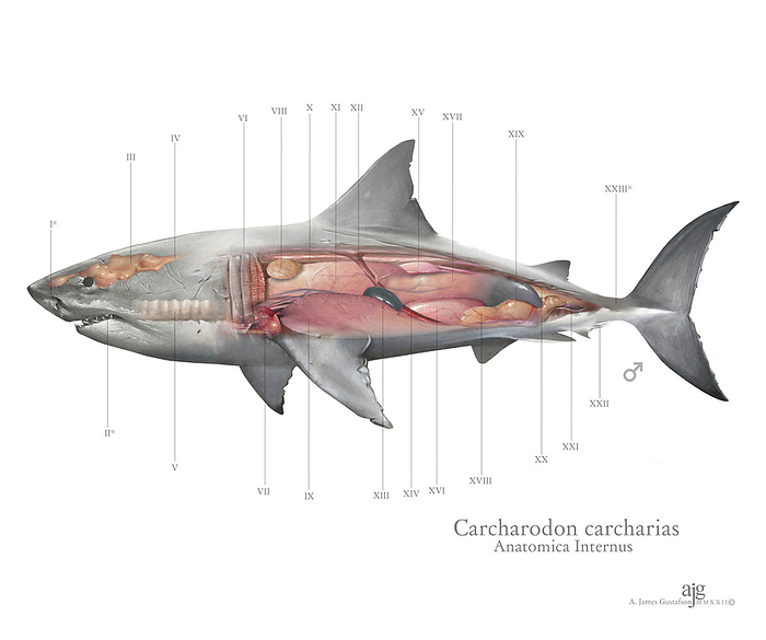 Great white shark anatomy, illustration Illustration of the great white shark  Carcharodon carcharias  showing the internal anatomy. Key for labels are available on request., by A. JAMES GUSTAFSON SCIENCE PHOTO LIBRARY