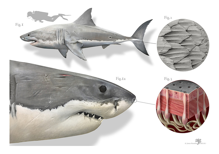 Great white shark anatomy, illustration Illustration of the great white shark  Carcharodon carcharias  showing the anatomy of the snout  Fig. 3  and skin  Fig. 2 ., by A. JAMES GUSTAFSON SCIENCE PHOTO LIBRARY