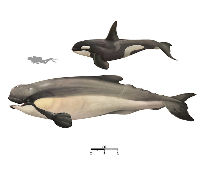 Extinct sperm whales, illustration Illustration of extinct sperm whales  Livyatan melvillei  which lived during the Miocene epoch, approximately 12 13 million years ago. L. melvillei was around 15 metres long, similar to a modern adult sperm whale and the skull was around 3 metres long. Unlike the modern sperm whale, L. melvillei had large, fully functional teeth in both its upper and lower jaws., by A. JAMES GUSTAFSON SCIENCE PHOTO LIBRARY