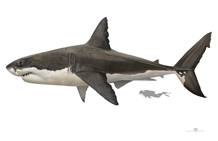 Prehistoric megalodon shark, illustration Illustration of a megalodon  Otodus megalodon . This large predator lived around 16 to 2.6 million years ago, during the Cenozoic era. It was one of the largest and most powerful predators ever to have lived, reaching a maximum length of around 18 metres., by A. JAMES GUSTAFSON SCIENCE PHOTO LIBRARY
