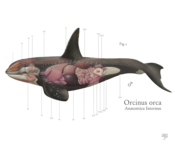 Orca anatomy, illustration Illustration of the orca  Orcinus orca  showing the internal anatomy. Key for labels are available on request., by A. JAMES GUSTAFSON SCIENCE PHOTO LIBRARY