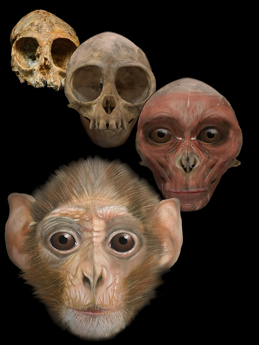 Prehistoric ape, illustration Illustration of a prehistoric ape  Nyanzapithecus alesi  that lived thirteen million years ago in what is now northern Kenya. In 2017, scientists uncovered the baby ape s skull, the best preserved of its kind ever found. The discovery helps scientists uncover what the common ancestor to all living apes and humans would have looked like., by A. JAMES GUSTAFSON SCIENCE PHOTO LIBRARY