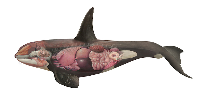 Orca anatomy, illustration Illustration of the orca  Orcinus orca  showing the internal anatomy. Key for labels are available on request., by A. JAMES GUSTAFSON SCIENCE PHOTO LIBRARY