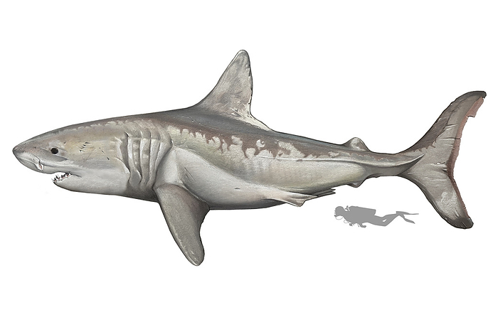 Prehistoric megatoothed shark, illustration Illustration of the prehistoric megatoothed shark  Otodus chubutensis . They lived during the Early Miocene to Middle Miocene era and could grow up to 14 metres in length., by A. JAMES GUSTAFSON SCIENCE PHOTO LIBRARY