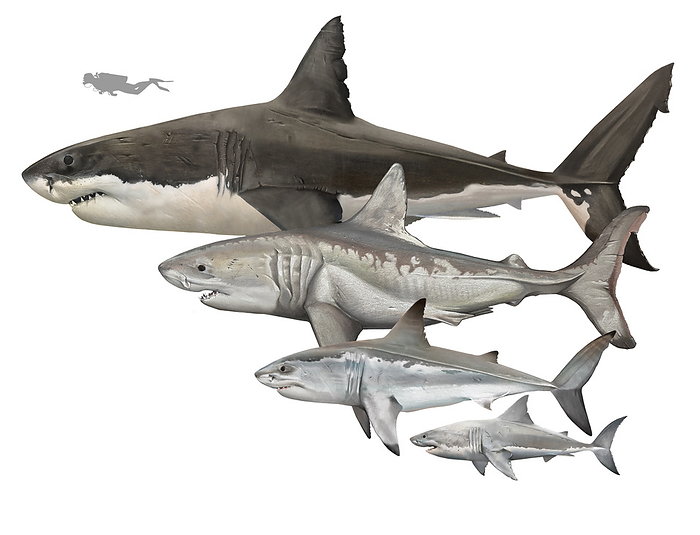 Prehistoric sharks, illustration Illustration of prehistoric sharks including  from top to bottom : the megalodon  Otodus megalodon , the megatoothed shark  Otodus chubutensis , the mackerel shark  Otodus obliquus  and the great white shark  Carcharodon carcharias ., by A. JAMES GUSTAFSON SCIENCE PHOTO LIBRARY