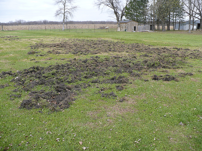 Damage caused by feral swine, USA Damage caused by feral swine  family Suidae , USA. Swine are not native to the Americas, and have been brought by humans on multiple occasions since the 1500s. Following escape, wild populations gradually grew and are now found in huge numbers across most of the US. Feral swine can damage lawns, native habitats and pasturelands by trampling, wallowing and rooting through them. This damage amounts to approximately  1.5 billion each year., by USDA APHIS US DEPARTMENT OF AGRICULTURE SCIENCE PHOTO  LIBRARY