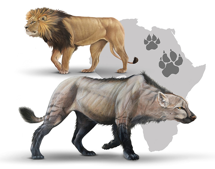 Simbakubwa kutokaafrika compared to modern lion, illustration Illustration of the extinct simbakubwa kutokaafrika lion  bottom , translated as  great lion of Africa , compared to a modern African lion  Panthera leo, top . It lived during the early Miocene up to 23 million years ago and was found in Kenya. The species was very large, up to 3.8 metres long ang weighing up to 1000 kilograms. by A. JAMES GUSTAFSON SCIENCE PHOTO LIBRARY