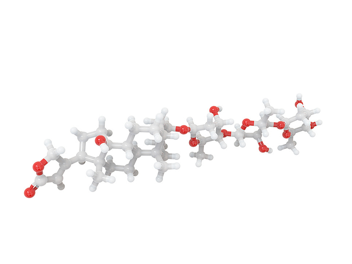 Digitoxin heart drug molecular structure, illustration Illustration of the molecular structure of digitoxin, a cardiac glycoside  heart drug . Digitoxin can be used in the treatment and management of congestive cardiac insufficiency, arrhythmias and heart failure. It acts by slowing the heart rate whilst increasing the strength of each beat. Digitoxin has enduring toxic effects, so digoxin, a less toxic alternative, is generally used preferentially. Atoms are represented as spheres and are colour coded: carbon  grey , hydrogen  white  and oxygen  red ., by RAMON ANDRADE 3DCIENCIA SCIENCE PHOTO LIBRARY