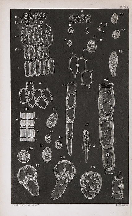 Embryonic plant cells, 19th century illustration Illustration of various types of embryonic plant cells and tissues from Beitrage zur Botanik  Contributions to Botany  published in 1844 by the German botanist Jakob Matthias Schleiden  1804 1881 . Schleiden was a co founder of cell theory with the German physiologist Theodor Schwann. Schleiden s studies convinced him that all plant or animal structures are composed of cells or their derivatives and that cells are the fundamental unit of life., by WELLCOME IMAGES SCIENCE PHOTO LIBRARY