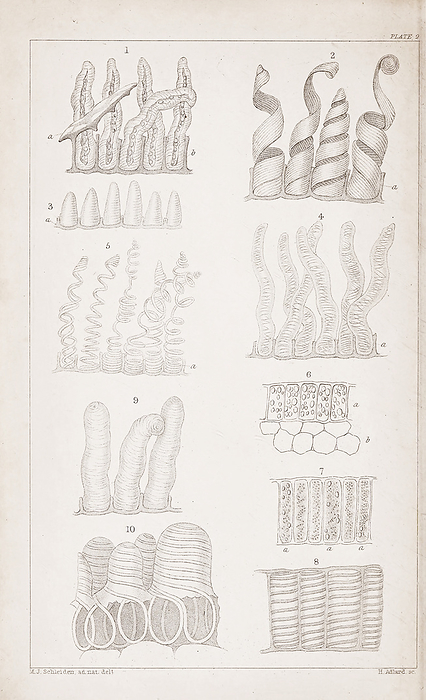 Epidermal plant cells, 19th century illustration Illustration of epidermal cells and tissues from plant seeds from Beitrage zur Botanik  Contributions to Botany  published in 1844 by the German botanist Jakob Matthias Schleiden  1804 1881 . Schleiden was a co founder of cell theory with the German physiologist Theodor Schwann. Schleiden s studies convinced him that all plant or animal structures are composed of cells or their derivatives and that cells are the fundamental unit of life., by WELLCOME IMAGES SCIENCE PHOTO LIBRARY