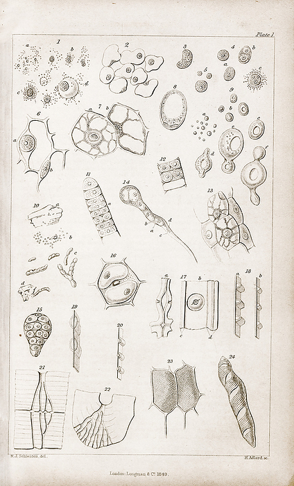 Plant cells, 19th century illustration Illustration of various plant cells and tissues from Principles of Scientific Botany published in 1849 by the German botanist Jakob Matthias Schleiden  1804 1881 . Figures 1 7 and 14 15 show embryonic plant cells. Figures 11 13 show plant hairs, figure 8 shows a pollen grain and figure 10 an oil duct. Also included are fungal cells in fermenting currant juice  figure 9  and the decomposition of a protein in a sugar solution  figure 10 . Schleiden was a co founder of cell theory with the German physiologist Theodor Schwann. Schleiden s studies convinced him that all plant or animal structures are composed of cells or their derivatives and that cells are the fundamental unit of life., by LIBRARY OF CONGRESS SCIENCE PHOTO LIBRARY