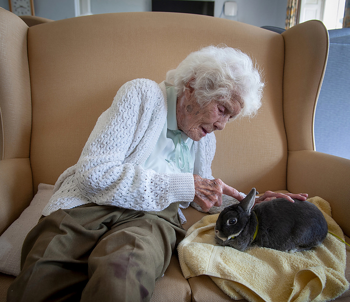 Joan Willett, centenarian fundraiser Joan Willett  born 1916 , centenarian fundraiser, petting a rabbit. in 2020, during the covid 19 pandemic Willet fundraised  60,000 for the British Heart Foundation by completing a 27 kilometre walk outside her care home. Photographed in June 2023. by JOHN COLE SCIENCE PHOTO LIBRARY