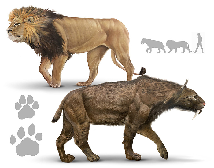 Smilodon compared to modern lion, illustration Illustration of the saber toothed cat  Smilodon sp., bottom , compared to a modern African lion  Panthera leo, top . This extinct prehistoric mammal is an example of a sabre toothed cat. It lived from 2.5 million to 10,000 years ago, from the Early Pleistocene to the Early Holocene. It was a powerful predator, reaching a shoulder height of around a metre and a body length of around 1.75 metres. Its fossils have been found in both North America and South America., by A. JAMES GUSTAFSON SCIENCE PHOTO LIBRARY