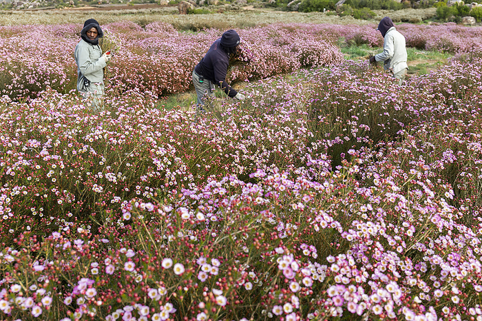 Geraldton wax  Chamelaucium uncinatum  flowers being harvested Geraldton wax  Chamelaucium uncinatum  flowers being harvested from a flower farm. Chamelaucium are tough shrubs that will produce billowing clouds of flowers from late winter to spring. They are indigenous to the semi arid regions of Western Australia and are farmed and sold in South Africa. Photographed in Citrusdal, Western Cape, South Africa., by DR NEIL OVERY SCIENCE PHOTO LIBRARY