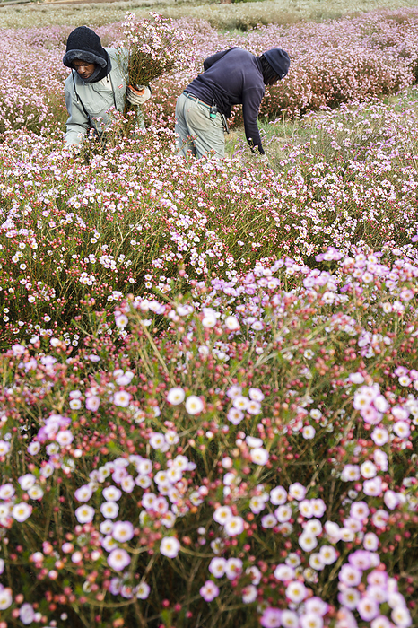 Geraldton wax  Chamelaucium uncinatum  flowers being harvested Geraldton wax  Chamelaucium uncinatum  flowers being harvested from a flower farm. Chamelaucium are tough shrubs that will produce billowing clouds of flowers from late winter to spring. They are indigenous to the semi arid regions of Western Australia and are farmed and sold in South Africa. Photographed in Citrusdal, Western Cape, South Africa., by DR NEIL OVERY SCIENCE PHOTO LIBRARY