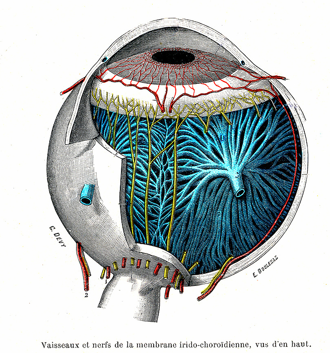 Eye anatomy, illustration Illustration of the anatomy of the eye. At the front  top  of the eye is the cornea, a transparent coating. Behind this are the pupil and iris. The iris is a coloured muscular ring that regulates the amount of light that enters the pupil. The long posterior ciliary arteries  red, from bottom  and the anterior ciliary arteries  red, around iris  supply blood to the muscles of the iris. Lining the interior of the back of the eye is the retina, the light sensitive membrane. Nerves  blue  transmit the information from the retina to the optic nerve  large nerve at centre right . From Traite d Anatomie Humaine  1930  by French anatomist Leo Testut  1849 1925 . For a labelled version of this image see C057 2788., by COLLECTION ABECASIS SCIENCE PHOTO LIBRARY