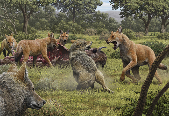 Dire wolves defending prey, illustration Illustration of prehistoric dire wolves  Aenocyon dirus  defending a bison  Bison sp.  carcass from grey wolves  Canis lupus  in North America during the Pleistocene epoch  c. 258 million to 11,700 years ago . the Pleistocene epoch  c. 2.58 million to 11,700 years ago . Dire wolves lived in North America from around 125,000 9,500 years ago and were of similar size to the extant grey wolf. Their extinction occurred between the late Pleistocene and early Holocene and may have resulted from climate change and the loss of habitat. Their extinction occurred between the late Pleistocene and early Holocene and may have resulted from climate change and the loss of habitat and prey.