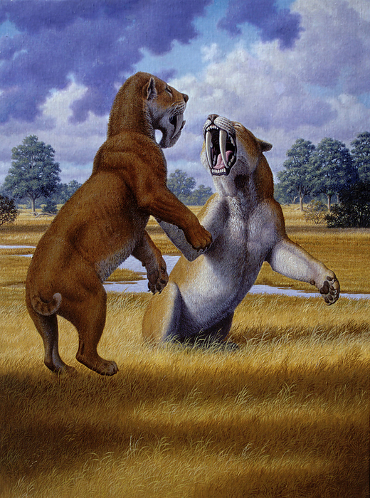 Barbourofelis false sabre toothed cats fighting, illustration Illustration of prehistoric false sabre toothed cats  Barbourofelis fricki  fighting during the late Miocene in North America. Barbourofelis fricki are thought to have been the largest species of barbourofelids, roughly the size and weight of an African lion. Members of this genus were found across North America and Eurasia from around 13.6 to 4.9 million years ago., by MAURICIO ANTON SCIENCE PHOTO LIBRARY