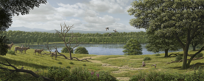 Pliocene epoch, Camp del Ninots, Spain, illustration Illustration of Camp del Ninots, Spain, during the Pliocene epoch  5.3 2.6 million years ago . Members of the extinct Alephis genus of antelope can be seen to the left, as well as a mouse  bottom left , ducks  centre  and partridges  right . Camp del Ninots was the site of a volcanic eruption around 3 million years ago and a lake subsequently formed in the volcanic crater. It is now a valuable palaeontological site as the conditions in the lake sediment allowed minimal decay of the organisms that died there. As a result, many well preserved fossils have been found at the modern site., by MAURICIO ANTON SCIENCE PHOTO LIBRARY