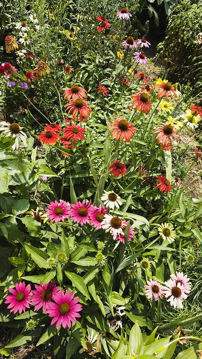 Mixed coneflower  Echinacea sp.  patch Mixed coneflower  Echinacea sp.  patch., by MARIA MOSOLOVA SCIENCE PHOTO LIBRARY