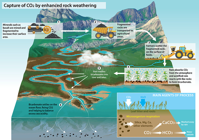 Enhanced rock weathering, illustration Illustration showing a proposed mechanism for capturing atmospheric carbon dioxide  CO2  and locking it away for a few thousand years. Known as enhanced rock weathering, it is a method of accelerating the natural weathering of rocks that occurs as part of the natural carbon cycle. Volcanic rocks are ground up to increase their reactive surface area and spread on agricultural land. When rain, which contains carbon dioxide absorbed from the atmosphere, falls on the rocks, the two react to form bicarbonate. The bicarbonate is washed into rivers and then into the sea where it is used to form shells and skeletons that will eventually sink to the ocean floor. If enough CO2 could be removed from the atmosphere the effects of climate change could be mitigated., by JOSE ANTONIO PENAS SCIENCE PHOTO LIBRARY