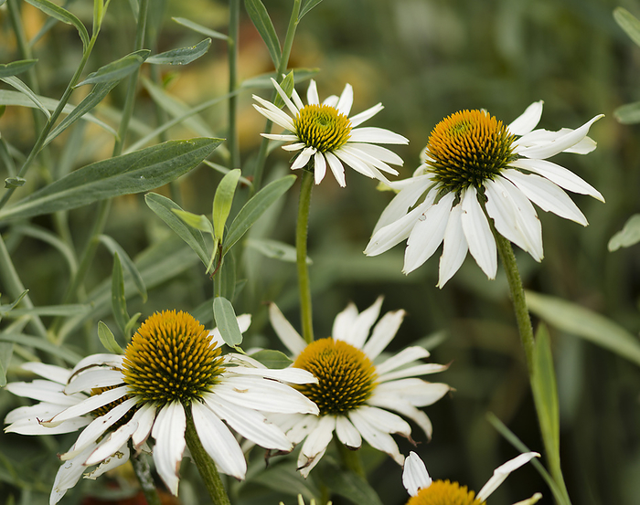 Coneflowers  Echinacea sp.  White Swan   blooming Coneflowers  Echinacea sp.  White Swan   blooming., by MARIA MOSOLOVA SCIENCE PHOTO LIBRARY