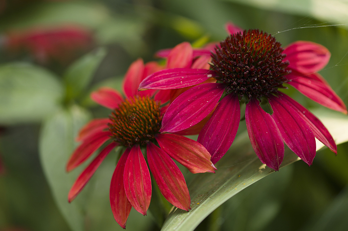 Coneflowers  Echinacea sp.  Kismet Red   Coneflowers  Echinacea sp.  Kismet Red  ., by MARIA MOSOLOVA SCIENCE PHOTO LIBRARY