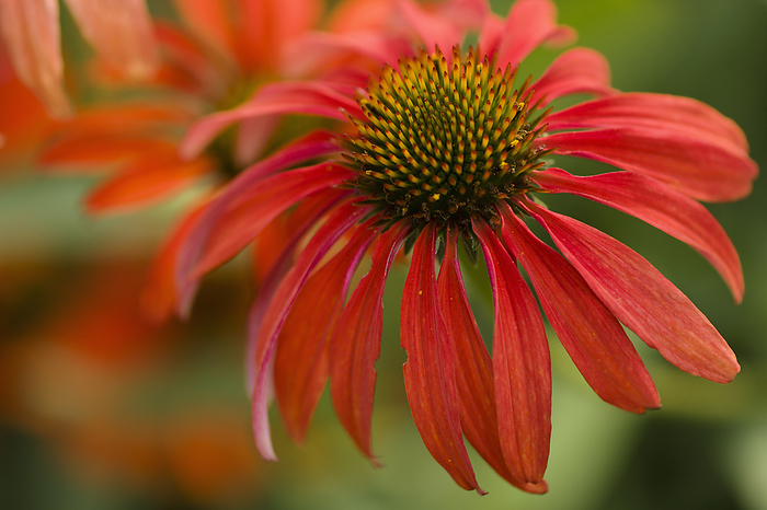 Coneflowers  Echinacea sp.  Tomato Soup   Coneflowers  Echinacea sp.  Tomato Soup   blooming., by MARIA MOSOLOVA SCIENCE PHOTO LIBRARY