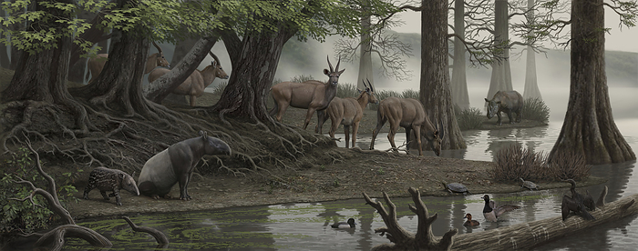 Pliocene epoch, Camp del Ninots, Spain, illustration Illustration of Camp del Ninots, Spain, during the Pliocene epoch  5.3 2.6 million years ago . Members of the extinct Alephis genus of antelope can be seen to the centre and left, as well as tapir  Tapirus sp., front left , waterfowl  front right , turtles  right  and an extinct Stephanorhinus rhinoceros  back right . Camp del Ninots was the site of a volcanic eruption around 3 million years ago and a lake subsequently formed in the volcanic crater. It is now a valuable palaeontological site as the conditions in the lake sediment allowed minimal decay of the organisms that died there. As a result, many well preserved fossils have been found at the modern site., by MAURICIO ANTON SCIENCE PHOTO LIBRARY