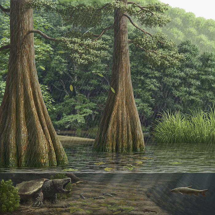 Pliocene epoch, Camp del Ninots, Spain, illustration Illustration of Camp del Ninots, Spain, during the Pliocene epoch  5.3 2.6 million years ago . A snapping turtle  family Chelydridae , newts  subfamily Pleurodelinae  and fish are visible. Camp del Ninots was the site of a volcanic eruption around 3 million years ago and a lake subsequently formed in the volcanic crater. It is now a valuable palaeontological site as the conditions in the lake sediment allowed minimal decay of the organisms that died there. As a result, many well preserved fossils have been found at the modern site., by MAURICIO ANTON SCIENCE PHOTO LIBRARY