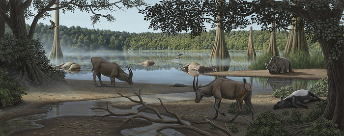Animals dying from toxic gases, Pliocene epoch, Camp del Ninots, Spain, illustration Illustration of animals being killed by toxic gases at Camp del Ninots, Spain, during the Pliocene epoch  5.3 2.6 million years ago . Toxic gas emissions from the volcanic lake which once existed here is a possible explanation for the quantity of well preserved fossils now found at this site. Intoxicated and dead members of the extinct Alephis genus of antelope can be seen  centre and in lake , as well as a deceased tapir  Tapirus sp., front right , two waterfowl  centre and left , and an extinct Stephanorhinus rhinoceros  right ., by MAURICIO ANTON SCIENCE PHOTO LIBRARY