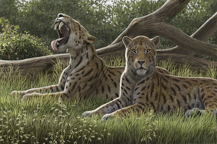 Machairodus sabre toothed cats, illustration Illustration of two sabre toothed cats  Machairodus aphanistus  in late Miocene Spain. This species lived from 11.63 to 5.33 million years ago throughout North America, Eurasia and Africa and was comparable in size to modern tigers. The leg structure inferred from Machairodus fossils suggests that members of this genus were ambush predators., by MAURICIO ANTON SCIENCE PHOTO LIBRARY
