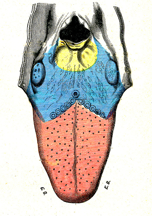 Tongue nerve map, illustration Illustration of the upper surface of the tongue colour coded according to innervation. At the front of the tongue  red  general sensory information is carried by the lingual nerve and taste information is carried by the facial nerve. At the back of the tongue  blue  all information is carried by the glossopharyngeal nerve. From Traite d Anatomie Humaine  1905  by French anatomist Leo Testut  1849 1925 ., by COLLECTION ABECASIS SCIENCE PHOTO LIBRARY