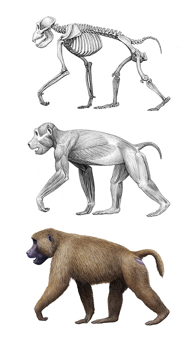 Theropithecus old world monkey anatomy, illustration Illustration of the anatomy of the extinct old world monkey Theropithecus oswaldi. Based on one specimen it has been estimated that this species could have weighed up to around 72kg. They lived across Africa until around 400,000 years ago, at which point interaction with hominins  human ancestors  may have driven their extinction., by MAURICIO ANTON SCIENCE PHOTO LIBRARY