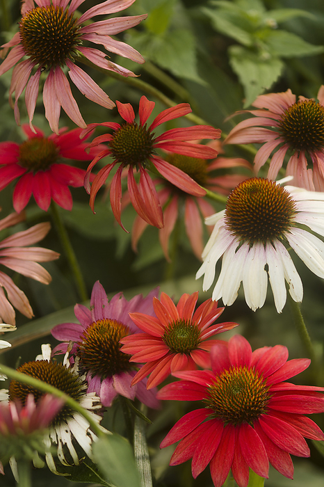Coneflower  Echinacea sp.  variety Coneflower  Echinacea sp.  variety., by MARIA MOSOLOVA SCIENCE PHOTO LIBRARY